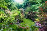 Japanese Acer Maple varieties