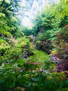 Japanese Acer Maple varieties