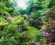 Japanese Acer Maple varieties