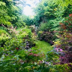 Japanese Acer Maple varieties