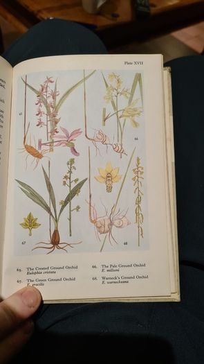 West Africa Lillies And Orchids. By J K. Morton. First Edition. Hardback In Good Condition. WITH 20 FABOLOUS PLATES WITH 80 LILLIES.