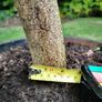Chestnut tree Image 7