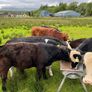 Weanling bullock Image 2
