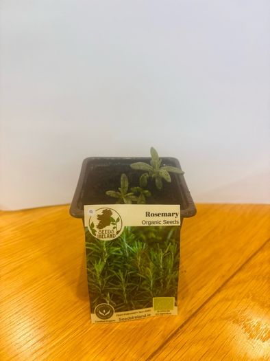 Herb Plants