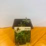 Herb Plants Image 3