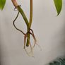 Philodendron Golden Dragon (Var. Revert to green) Image 10