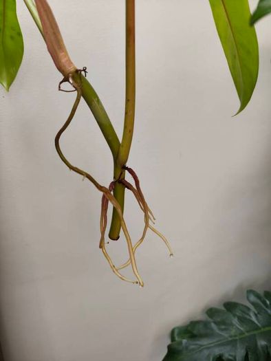 Philodendron Golden Dragon (Var. Revert to green)