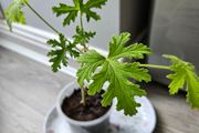 Lemon scented geranium