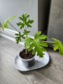 Lemon scented geranium