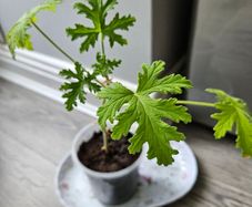 Lemon scented geranium