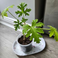Lemon scented geranium