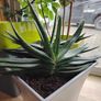 Houseplant- Gasteria Image 7