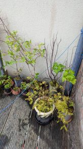 Shrubs / Fruit bushes