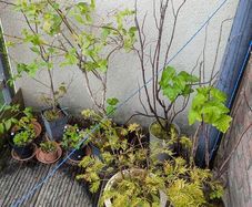 Shrubs / Fruit bushes
