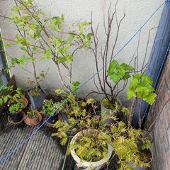 Shrubs / Fruit bushes
