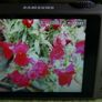 SAMSUNG WB600 Black 14.0MP 24mm Ultra Wide 15x Super Zoom LCD HD Digital Camera ,Charging Cable, Case - Tested Image 2