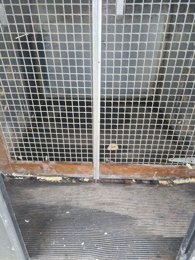 dog trailer