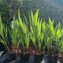 Lucifer Plants Image 4