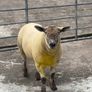 Suftex Hoggot ram Image 4