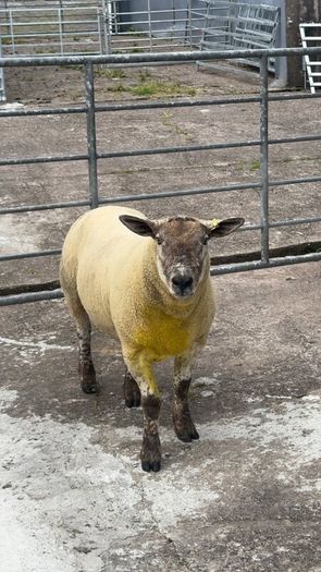 Suftex Hoggot ram