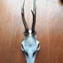 6 roe deer skulls Image 4