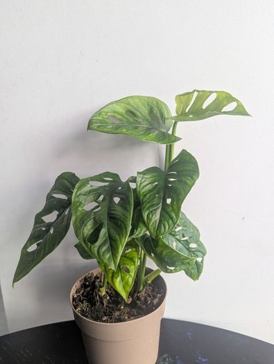 Momstera Adansonii Plant
