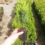 Box Hedging Image 2