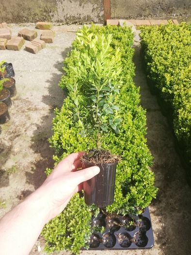 Box Hedging