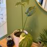 Monstera Thai Image 2