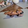 Cat carved wooden Image 6