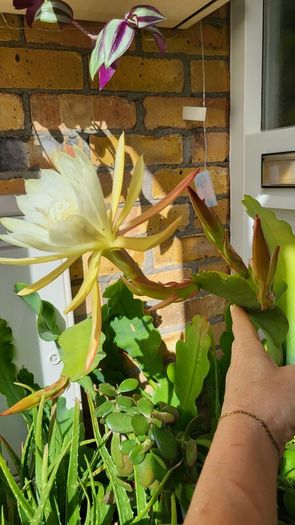 Epiphyllum Cacti. Beautiful rare cactus.