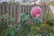 Rose Plant