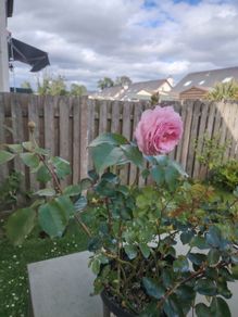 Rose Plant