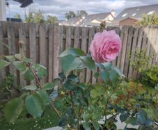Rose Plant