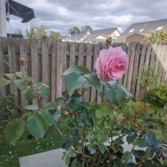 Rose Plant