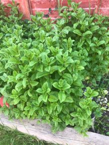 Lots of Mint ready to go for collection