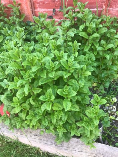 Lots of Mint ready to go for collection