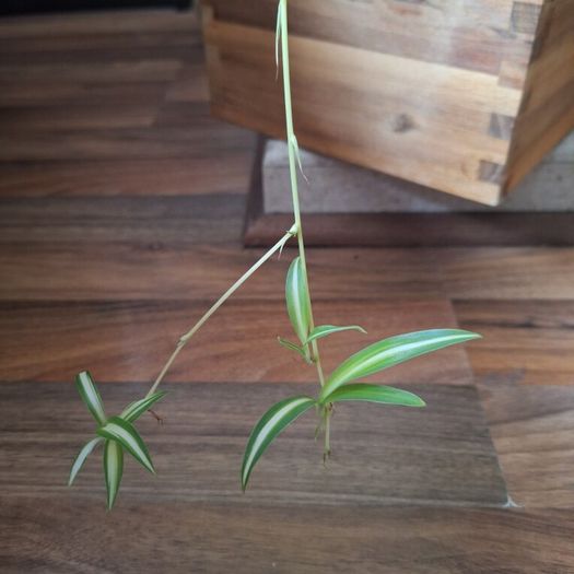 Healthy Spider Plant in Wooden Planter