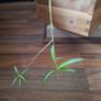 Healthy Spider Plant in Wooden Planter Image 4