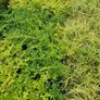 Golden and Green Privet Hedging One Euro Image 10