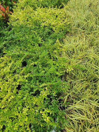 Golden and Green Privet Hedging One Euro