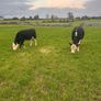 20 White head heifers Image 5