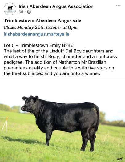 3 select Aberdeen Angus bulls & 2 choice heifers