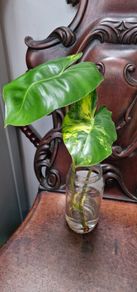No.8 Philodendron Burle Marx Variegated