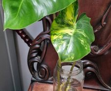 No.8 Philodendron Burle Marx Variegated
