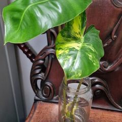 No.8 Philodendron Burle Marx Variegated