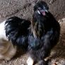 USA silkie roosters x2 Image 4