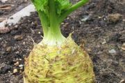 (C) Celery Maxim seeds 1g (210558)