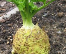 (C) Celery Maxim seeds 1g (210558)