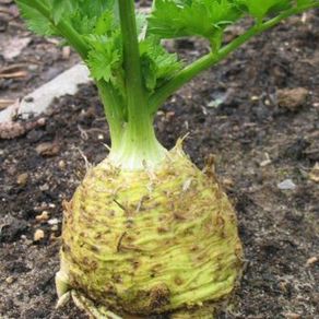 (C) Celery Maxim seeds 1g (210558)